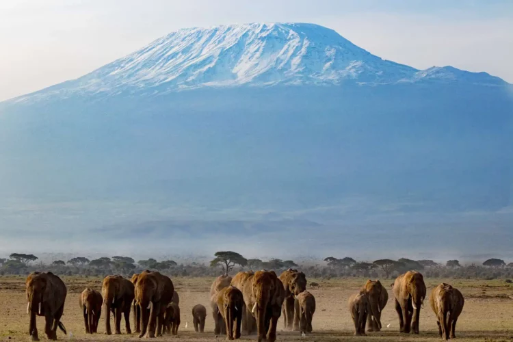 Afrika Urlaub Kilimandscharo Elefanten