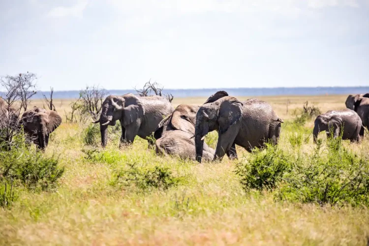 Afrika Urlaub Namibia Etosha Safari Elefanten