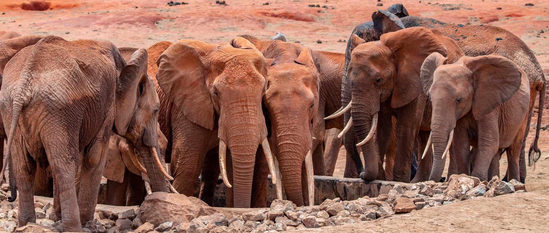 Elefanten Sentrim Tented Camp Tsavo Ost