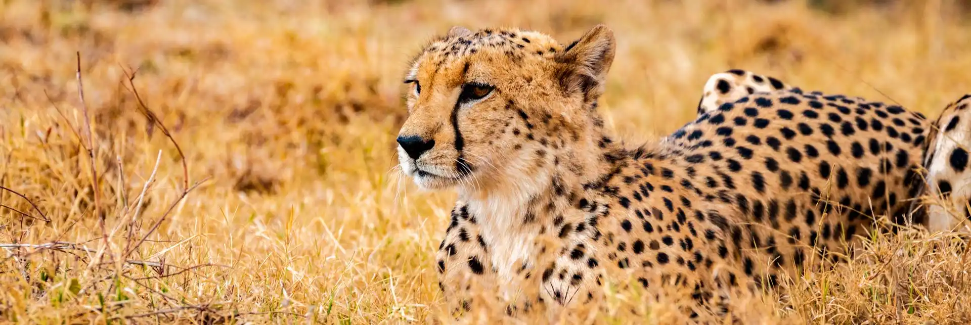 Kenia Urlaub Reiseberichte Safari Gepard