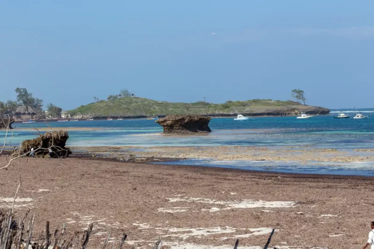 Kenia Urlaub Watamu Strand Algen