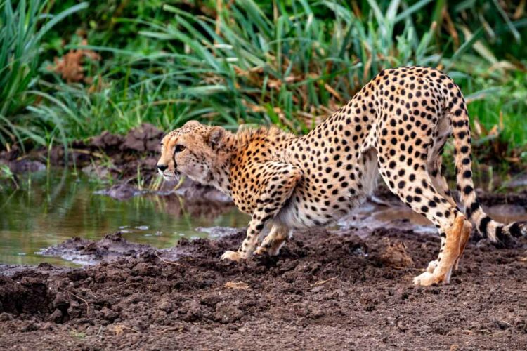 Reiseblog Safari Kenia Tsavo West Gepard trinkt