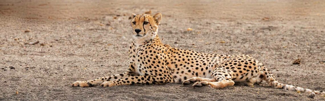 Safari Kenia Reiseblog Gepard