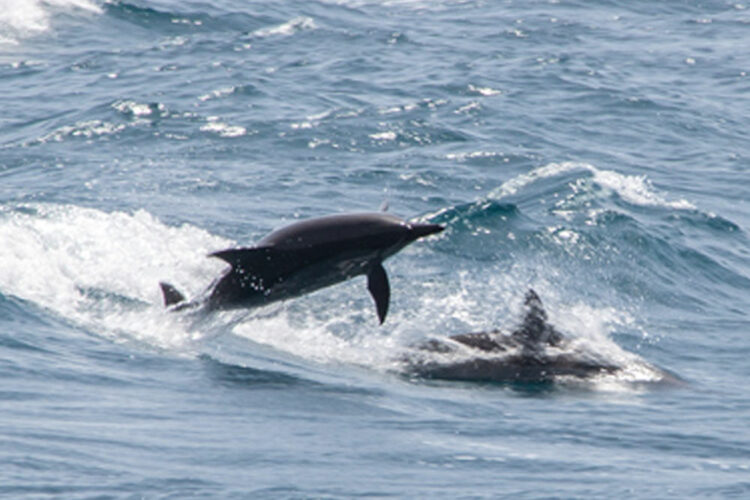 Schwimmen mit Delphinen in Ägypten Reiseblog