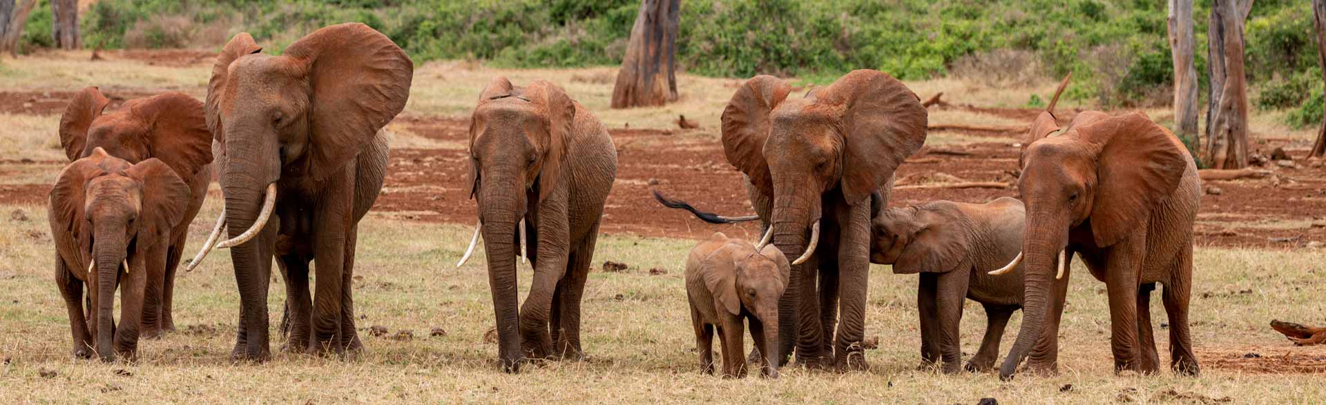 Reiseziel Mombasa Afrika Kenia Elefanten