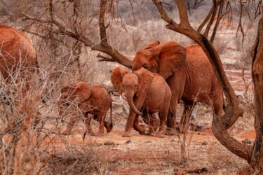Fotografen Mombasa Rote Elefanten