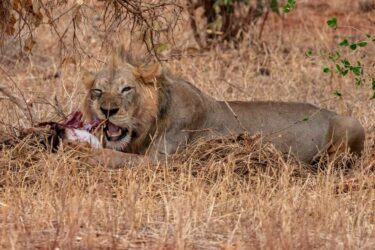 Fotografie Jahreszeit Mombasa Kenia Löwe