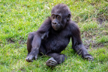 Zoo Hannover Evolutionspfad Gorilla Baby