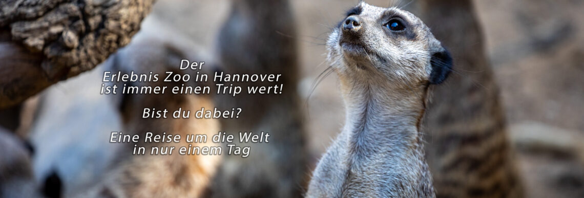 Zoo Hannover Tagestrip
