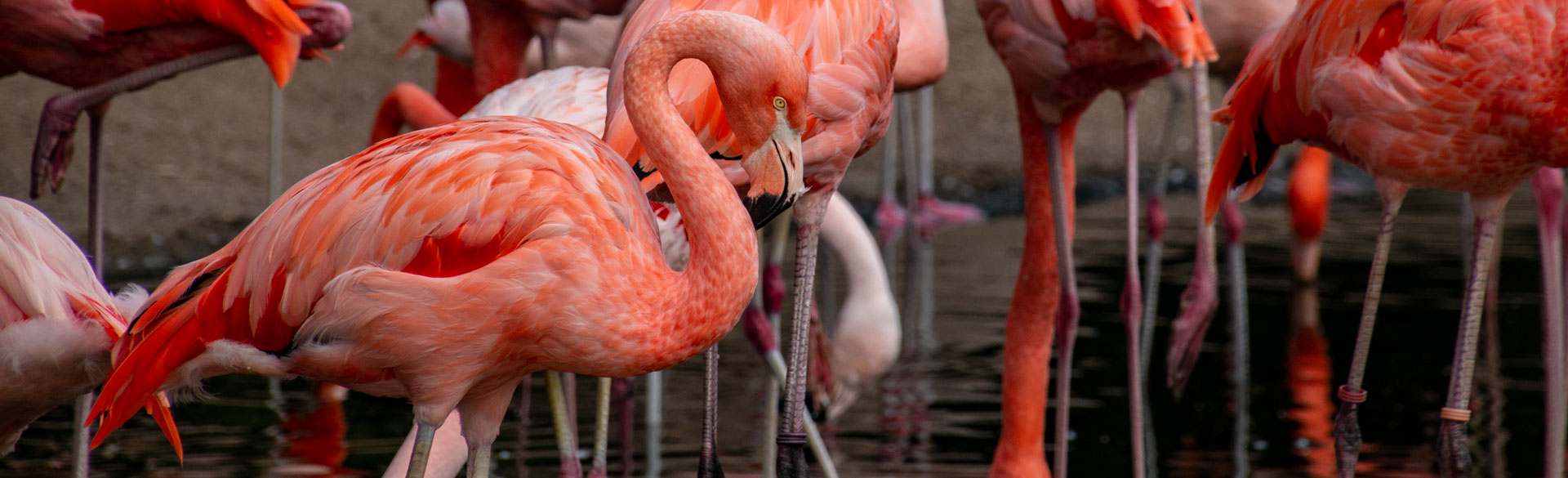 Fotografie Bildbearbeitung Flamingo