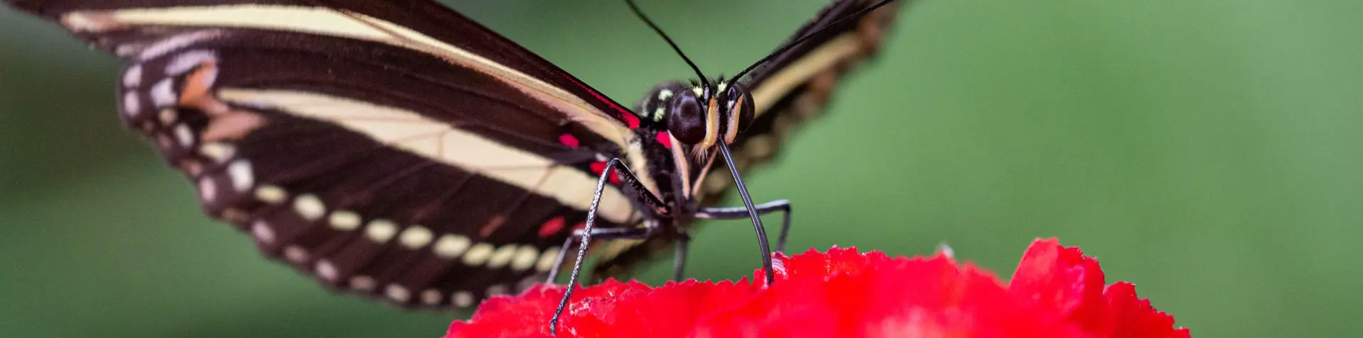 Makrofotografie Insekten Schmetterling