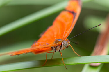 Makrofotografie Insekten Schmetterling orange