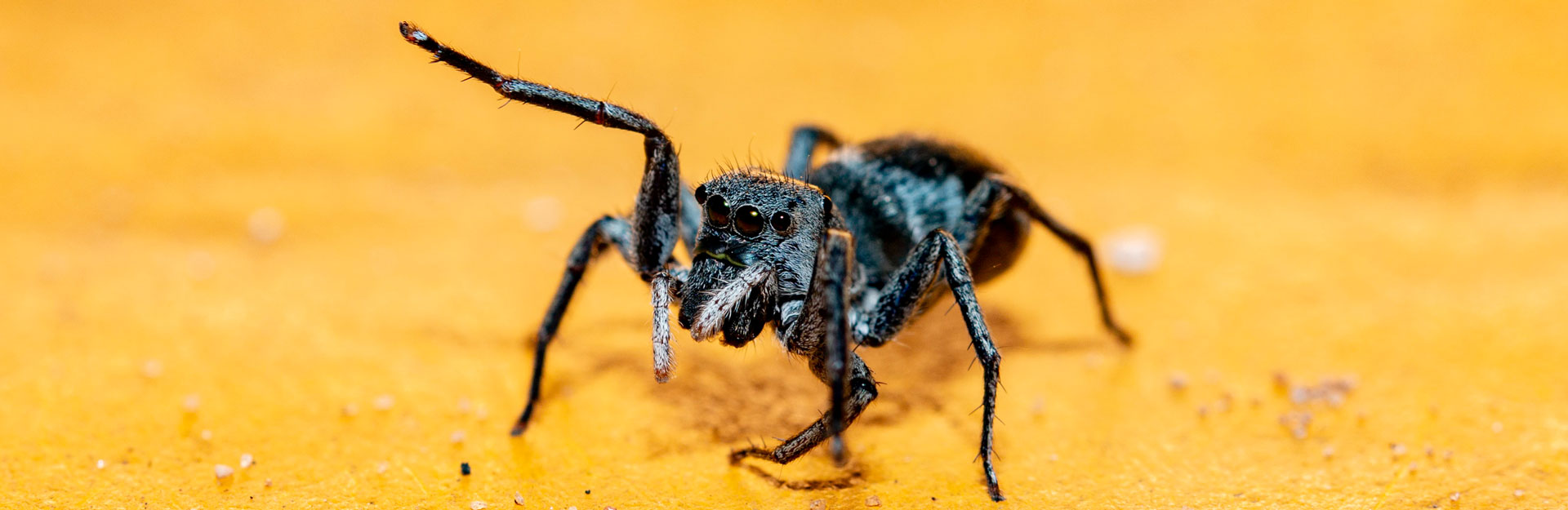 Makrofotografie Insekten Spinne