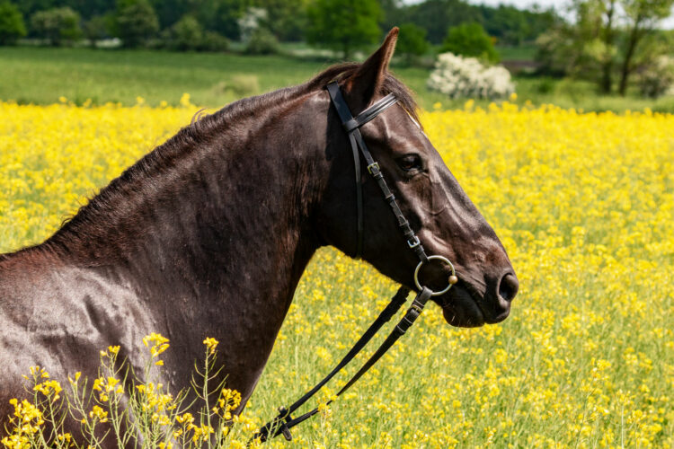 Pferdefotografie leicht gemacht Rapsfeld