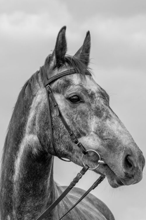Pferdefotografie schwarz weiß