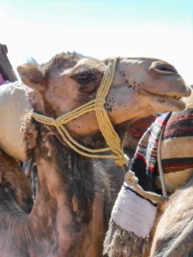 Reisen Wüsten der Erde Tunesien Kamel