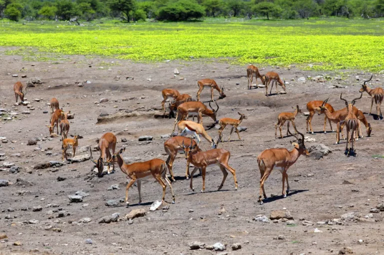 Antilopen Namibia Reisen