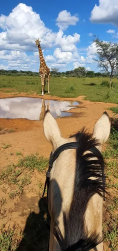 Reitsafari Namibia Giraffe